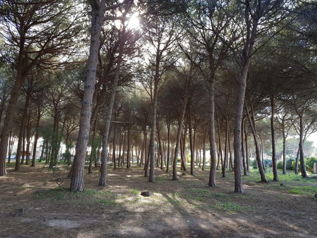 Mimosa Bilocale Cala Liberotto Luaran gambar
