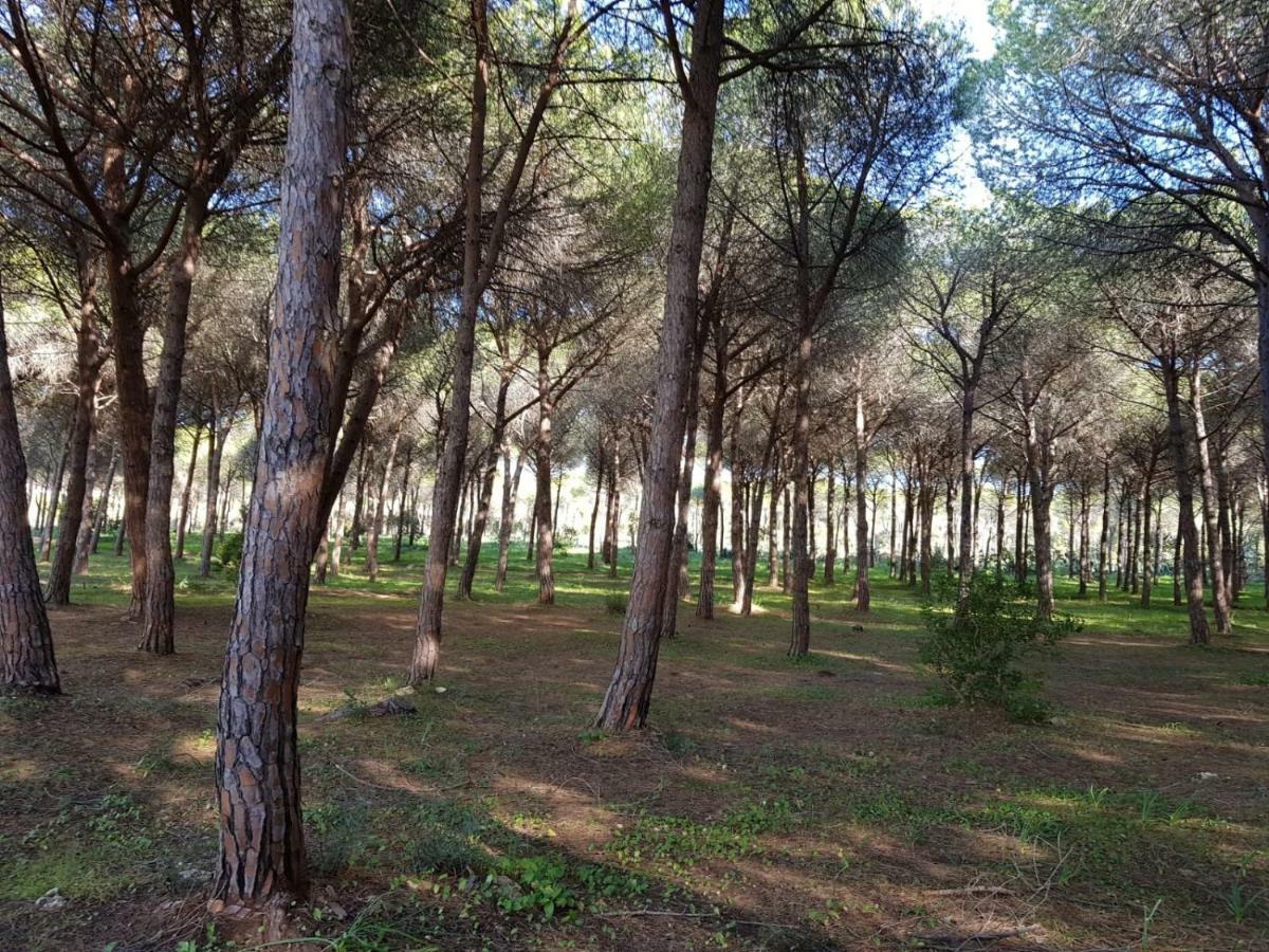 Mimosa Bilocale Cala Liberotto Luaran gambar
